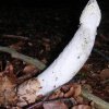 phallus impudicus